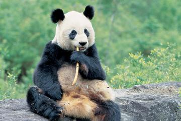 Hold the Panda & Mt Qingcheng Walk