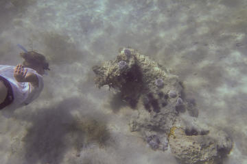 Carriacou Snorkel Trip