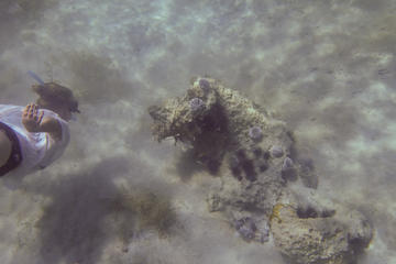 Learn to Snorkel in Carriacou