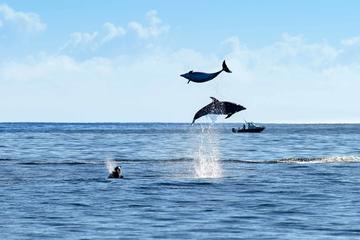 Bay of Islands & Cape Reinga Flexible Travel Pass  - Auckland return