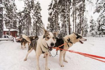 Husky Safari from Rovaniemi Including a Husky Sled Ride