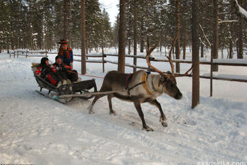Lapland Reindeer Safari From Saariselkä