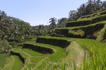Ubud Cultural Day Tour: A Day for Balinese Cultural Experience