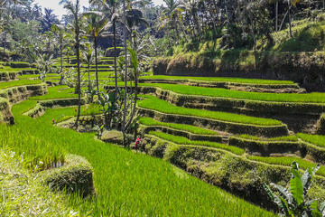 Ubud Rafting with Sightseeing Tour