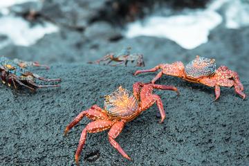 5- or 6-Day Galapagos All Inclusive Island Hopping Tour