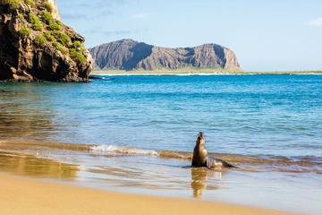 6-Day Galapagos Adventure Hiking Diving Snorkeling