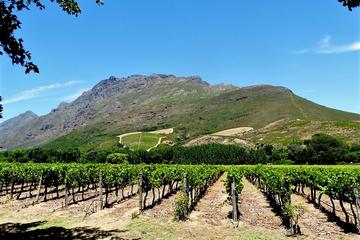 Stellenbosch Winelands Guided Half-Day Tour from Cape Town