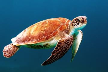 Private Tour: Sightseeing Cruise and Snorkeling in Los Cabos