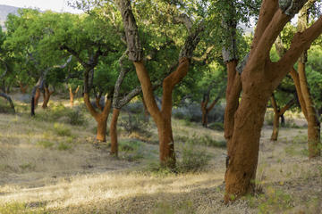 Alentejo Cork Forest and Cork Farm with Lunch