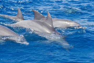 Private Port Stephens Day Trip from Sydney including Dolphin Cruise