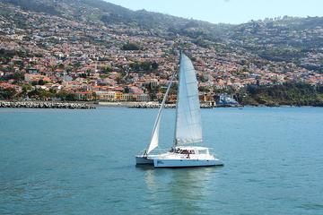 Madeira Dolphin and Whale Watching on a Luxurious Catamaran
