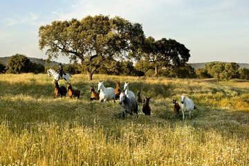 Monte Velho Lusitano Horse Stud Farm Private Day Trip from Lisbon