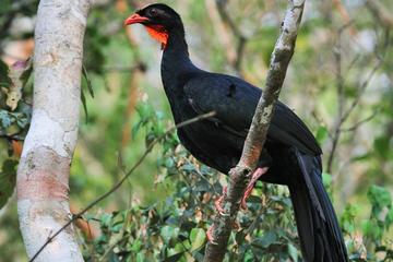 Birdwatching Day to Los Tarrales Nature Reserve