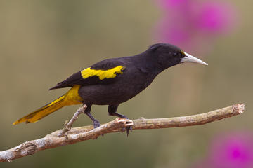 Birdwatching to the Mangrove of Paredon (From Puerto Quetzal)