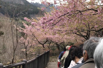 Winter Cherry Blossoms Festival & Strawberry Picking from Tokyo