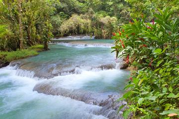 Dunn's River Falls and Fern Gully Highlight Adventure Tour from Runaway Bay