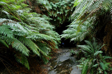 Sydney Glow Worm Tunnel and Lost City Small-Group Day Trip