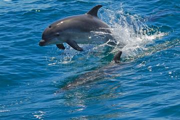 Dolphin watching in the wild
