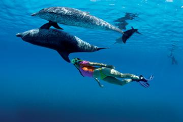 Half-Day Swimming with Dolphins