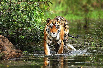 3 Days Bandhavgarh Tiger Safari