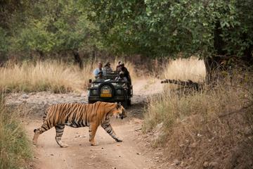 4 Days Ranthambore Tiger Safari