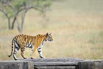 6 Day Bandhavgarh Wildlife Tour