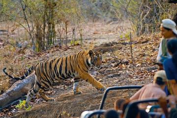 7 Day Bandhavgarh Tour