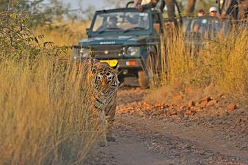 Golden Triangle Tour with Ranthambore