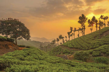 Munnar Misty Hills
