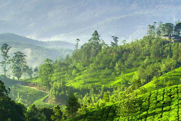 Wildlife With Misty Hills Of Kerala