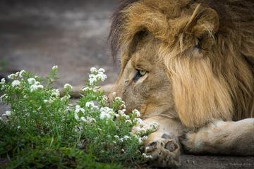 2-day Safari from Arusha: Lake Manyara - Tarangire - Ngorongoro