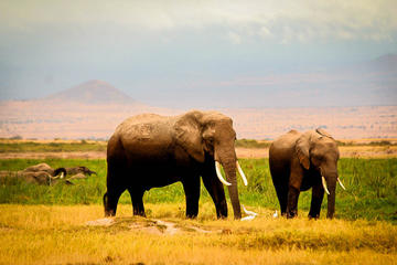 3-Day Amboseli Private Safari from Nairobi