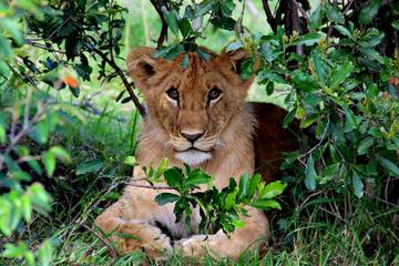 3-Day Masai Mara and Lake Naivasha Private Safari from Nairobi