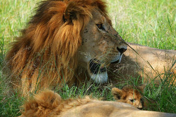 3-Day Masai Mara Guided Safari from Nairobi