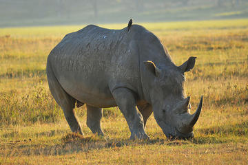 4-Day Masai Mara and Lake Nakuru Private Safari from Nairobi