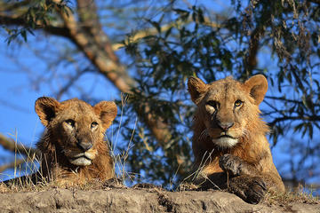 4-Day Masai Mara and Lake Nakuru Safari from Nairobi