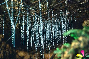 Glow Worm Evening Eco-Adventure from the Gold Coast