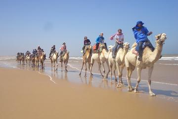 Day Camel Ride with Picnic on Essaouira's beach