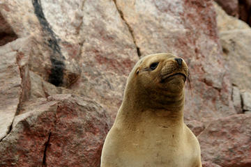 Ballestas Islands Group Tour from Paracas