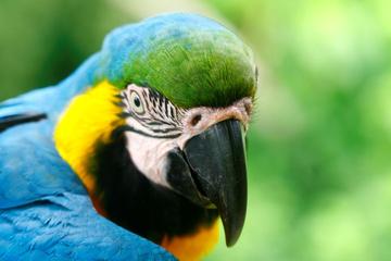 4-Day Jungle of Peru Tambopata Nature Reserve