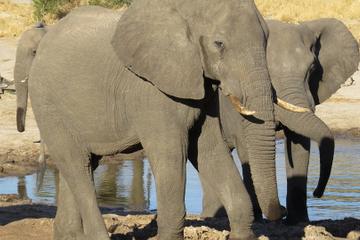 Hwange Day Trip From Victoria Falls