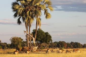 Victoria Falls and Hwange National Park Package