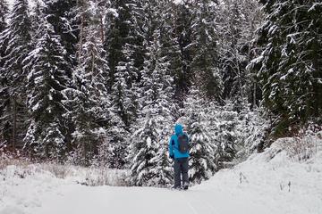 Labanoras Forest Winter Day Trip From Vilnius