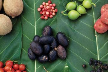 AUSTRALIAN NATIVE FOOD TOUR from Melbourne
