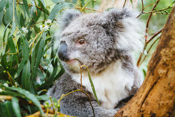 Mornington Peninsula Family Fun Tour