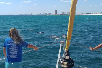 The Top Panama City Beach Catamaran Cruises W Prices Dolphin Sightseeing Sail On The Privateer Catamaran