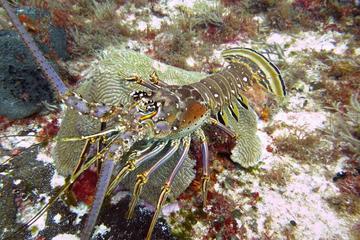 Two-Dive Tour in Cozumel from Playa del Carmen