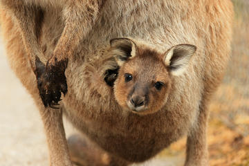 Maru Koala and Animal Park General Entry Ticket