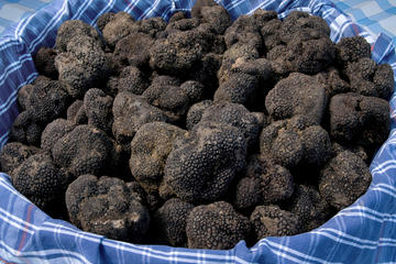 Tuscan Truffle-Hunting Experience