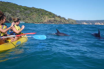 Half-Day Kayak with Dolphins and 4WD Beach Drive from Rainbow Beach